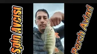 !!!Bol Aksiyonlu Perch Avlari Lrf ve Spin!!!