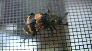 N. tomentosus Beetle. Muskoka, Ontario, Canada
