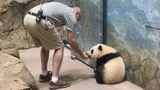 Cute XIAO Qi Ji & Keeper Marty Public Debut!!❤️💁🏻‍♂️🐼❤️05.21.21