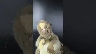 #trending #shorts #laugh #fyp #funny #comedy #viral