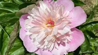 Peony Rescue! Planting And Peony Care