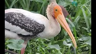 Water Birds at Rankala Lake | Nature Web