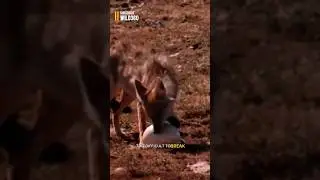 Ostrich Big Egg VS Jackal Mouth #shorts #tactics #jackal #ostrich #wild #vs
