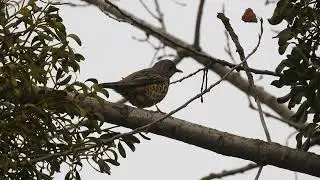 Mistle thrush protecting Mistletoe as his food