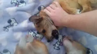 Day one fighting my sister dog let's go