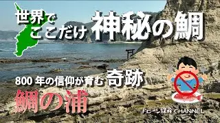 【千葉・神秘の鯛】鯛の浦～800年の信仰が育んだ奇跡～ドローン探検CHANNEL