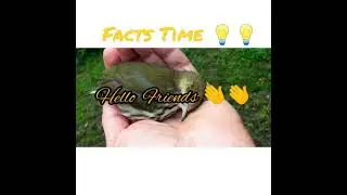 #Unknown & Amazing facts about a bird 🐦 who dies after touched 😱😱🤯//#Facts Time 💡💡//#Shorts😊❤️