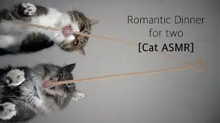 Romantic Dinner for two | funny Cat ASMR