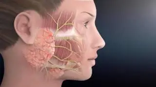 Facial Nerve Anatomy | The Facial Paralysis Institute