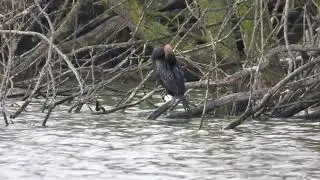 Aalscholver Dwergaalscholver 2021 Houten Plas Laagraven