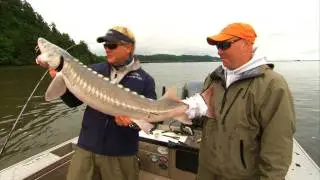 Sturgeon Fishing Columbia River in Astoria Oregon