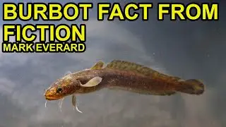 Reintroducing Britains Lost Fish: The Burbot ft Mark Everard PODCAST