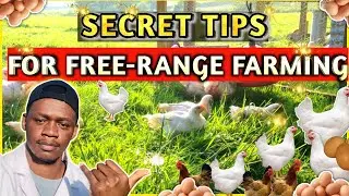 Secret Tips For A Successful Free-Range Chicken Farm
