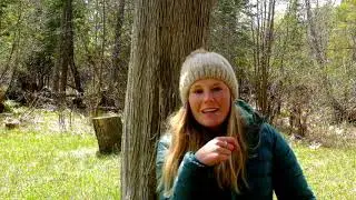 Spring Edible Plants and Fungi