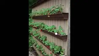Gutter Gardens are real
