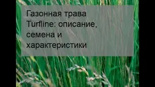 Газонная трава Turfline: описание, семена и характеристики