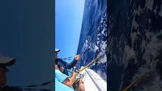 An amazing day of fishing in Hawaii#fishing #hawaiifishing #trolling ￼