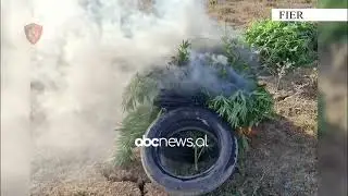 Parcel&euml; me kanabis/ Fier, arrestohet 41-vje&ccedil;ari, asgjesohet nj&euml; pjes&euml; e bim&euml;ve narkotike