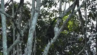 MONKEY FAMILY AND BABY ON BOARD!!! SWEET!!! MOTHER'S LOVE!!!