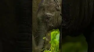 Animals with their babies full hd video  #4kvideo #babybunny #animalsbaby #wildlife #animallife