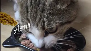 #Asmr croquette, and relaxes you❤️ chat qui mange
