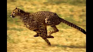 Animals Logic quiz questions and answers