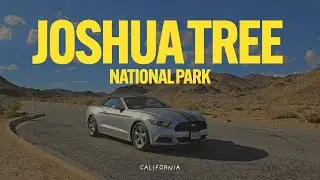 Exploring Joshua Tree National Park | From Palm Springs to the Rocks (Dog Friendly!)