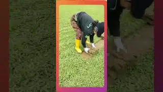 Grass Farming and Cultivation Process #agriculture #farmingtechniques