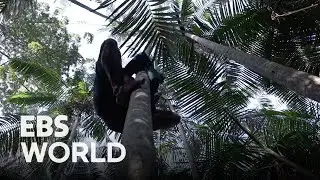(ENG SUB)Brazilian Acai Berry Harvesters that Endure the Fear of Falling and Attack by Insects