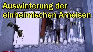 Auswinterung | Übersicht über die Kolonien nach der Winterruhe