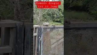 Komodo dragon try to jump the fence of our camp