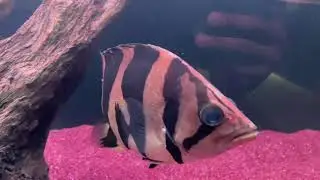 Indonesian Tiger Fish in community tank. Cute animal