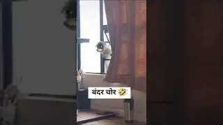 बंदर चोर|| बंदर की फनी वीडियो|| #monkey funny video #monkey #comedy #viral #shorts