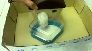 Tim the Fat Hamster - Taking a Bath