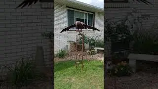 Garden rocker bald eagle