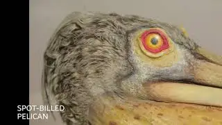 World Animal Day Virtual Tour  - National Museum of the Philippines