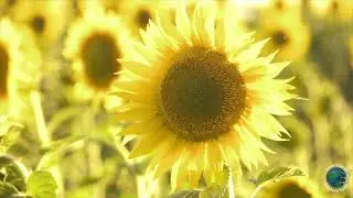 Hilari Henriques | Daily Devotional | Our High Calling 10/2/2022