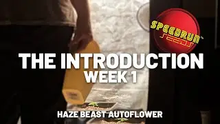 THE INTRODUCTION - SPEEDRUN SEEDS HAZE BEAST WEEK 1
