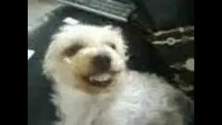 The Original Guilty Dog.