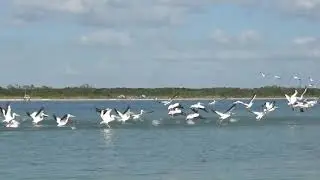 White Pelicans at Shell Key12-31-20