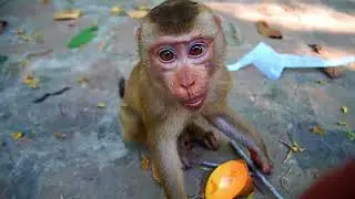Spending Times With Monkey Luna Family And...