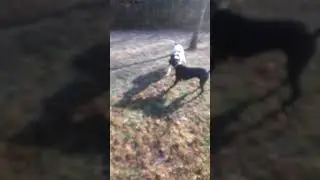 Dog stick fight