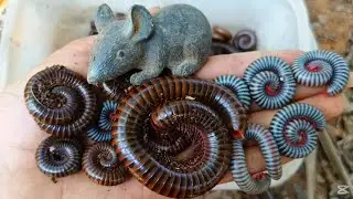 Unbelievable Insect Hunting Moments Near My Home! 😳 Millipedes , Snails, Worms , Red Millipede