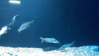 Karwar aquarium