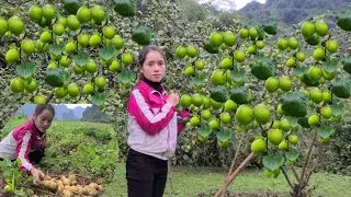 Harvesting Small Potatoes and Apples to sell at the market_Making potato cheese Cakes_Gardening