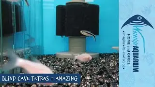 Blind Cave Tetra | Waterlife Aquarium Ferntree Gully