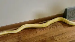 Calm reticulated python