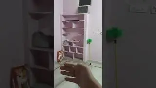 My pineapple conure free flight bird
