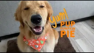 Dog Treat Recipe - Dog Friendly Pumpkin Pie