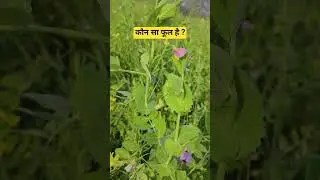 flowers #love #farming #ytshorts  #nature #youtube #shorts